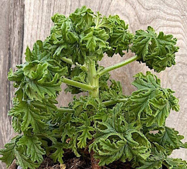 Pelargonium graveolens ’Bontrosai’ v. 10 odoroso