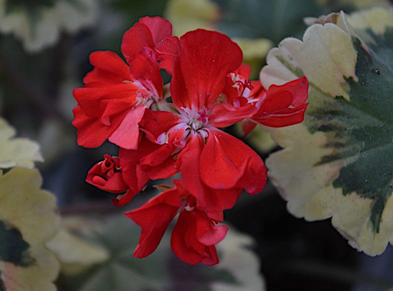 pelargonium brixworth encore v.10 zonale variegato tricolor