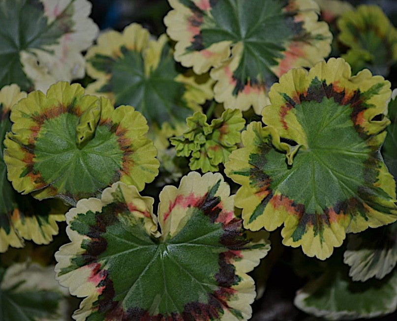 pelargonium brixworth encore v.10 zonale variegato tricolor