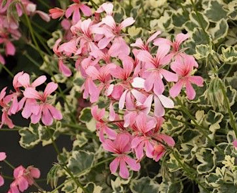 Pelargonium Duke of Edinburg v. 10 edera variegato