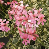 Pelargonium Duke of Edinburg v. 10 edera variegato