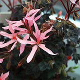 Pelargonium Charmay Omega v. 10 zonale stellare miniatura