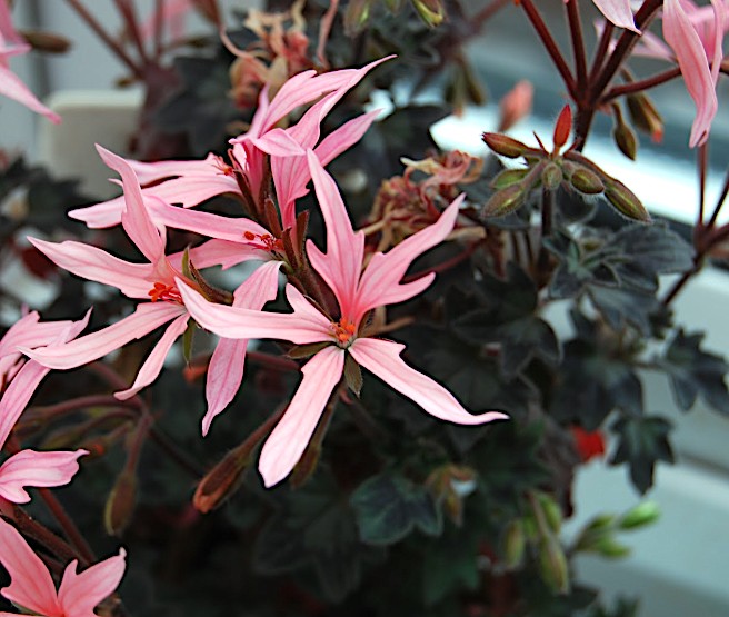 Pelargonium Charmay Omega v. 10 zonale stellare miniatura
