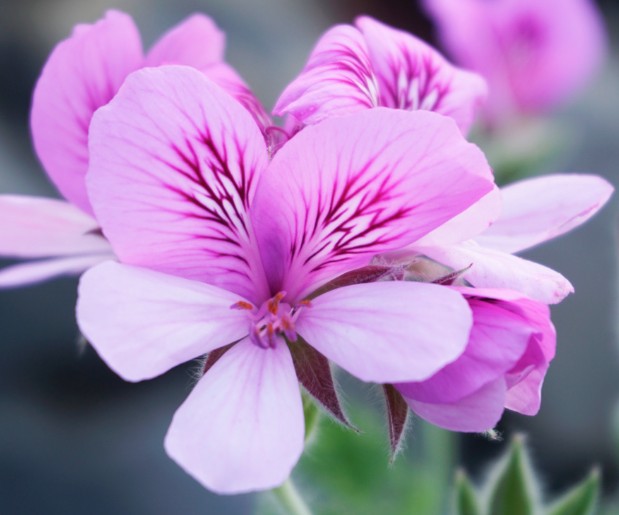 Pelargonium Dorcas Brigham Lime v.10 odoroso agrumi