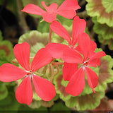 Pelargonium The czar vaso 10 zonale aureum