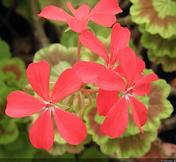 Pelargonium The czar vaso 10 zonale aureum