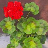 Pelargonium Deacon Peakok v.10 zonale decorativo