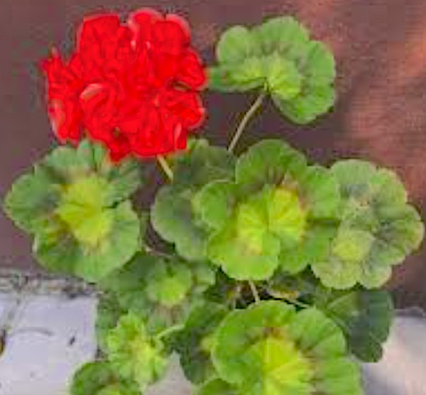 Pelargonium Deacon Peakok v.10 zonale decorativo