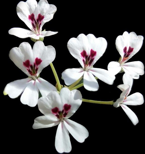 Pelargonium Echinatum Light v. 10 Succulento