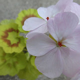 Pelargonium Fir Trees Jack v. 10 Zonale aurea