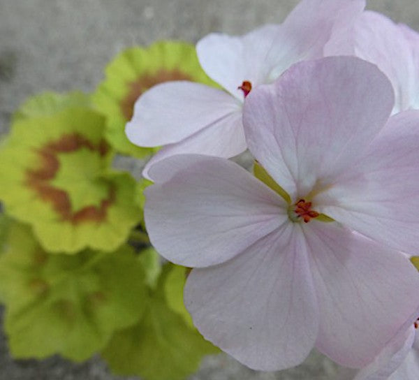 Pelargonium Fir Trees Jack v. 10 Zonale aurea