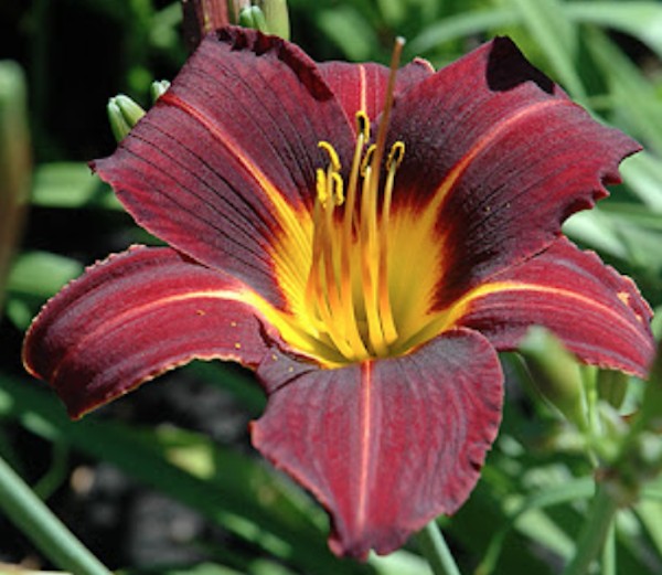 Hemerocallis 'Black Prince'  v.9