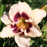 Hemerocallis 'Blueberry Candy'  v.9
