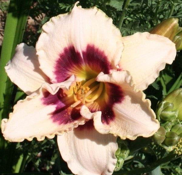 Hemerocallis 'Blueberry Candy'  v.9