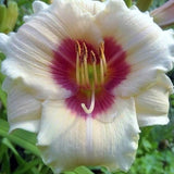 Hemerocallis Brillant Circle'  v.9