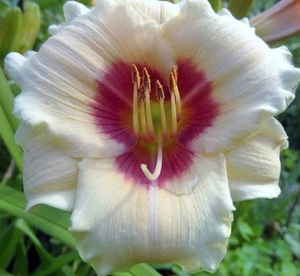 Hemerocallis Brillant Circle'  v.9