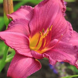 Hemerocallis 'Byzantine Emperor'  v.9