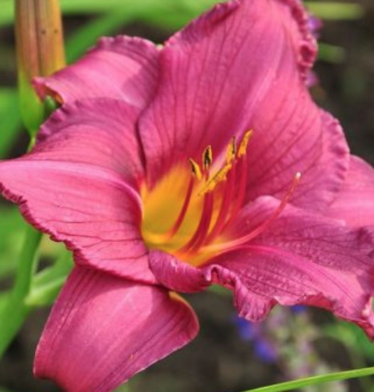 Hemerocallis 'Byzantine Emperor'  v.9