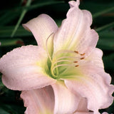 Hemerocallis 'Catherine Woodbury'  v.9