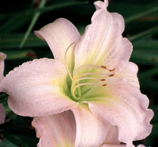 Hemerocallis 'Catherine Woodbury'  v.9