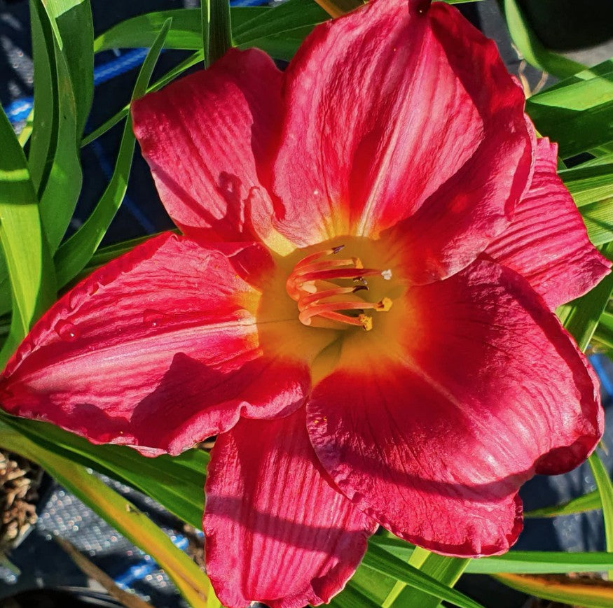 Hemerocallis 'Charles Johnston' v.9