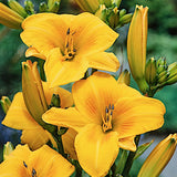 Hemerocallis 'Chicago Sunrise' v.9
