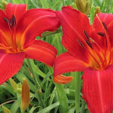 Hemerocallis 'Campfire Embers'  v.9