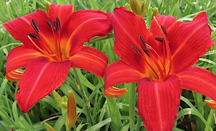Hemerocallis 'Campfire Embers'  v.9