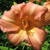 Hemerocallis 'Children's Festival'  v.9