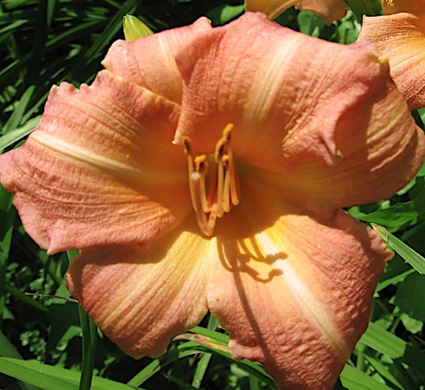 Hemerocallis 'Children's Festival'  v.9