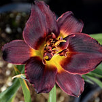 Hemerocallis 'Chocolate Candy'  v.9