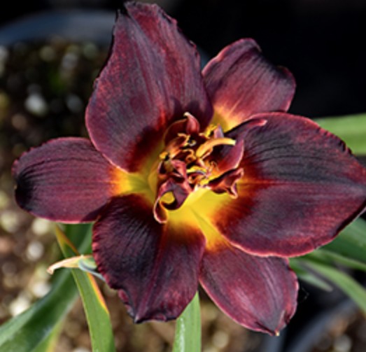 Hemerocallis 'Chocolate Candy'  v.9