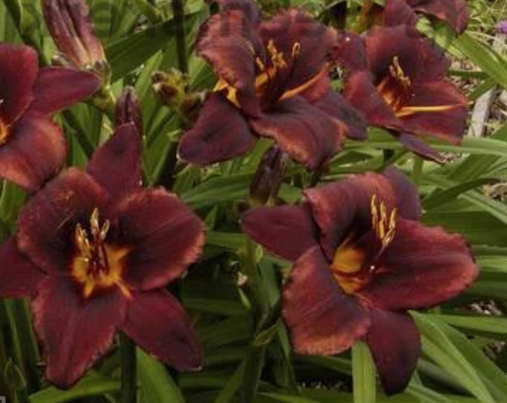Hemerocallis 'Chocolate Candy'  v.9