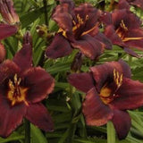 Hemerocallis 'Chocolate Candy'  v.9