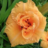Hemerocallis 'Country Pride'  v.9