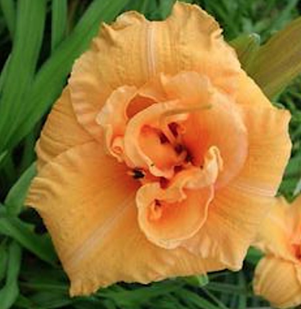 Hemerocallis 'Country Pride'  v.9