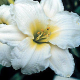 Hemerocallis 'Gentle Shepherd'  v.9