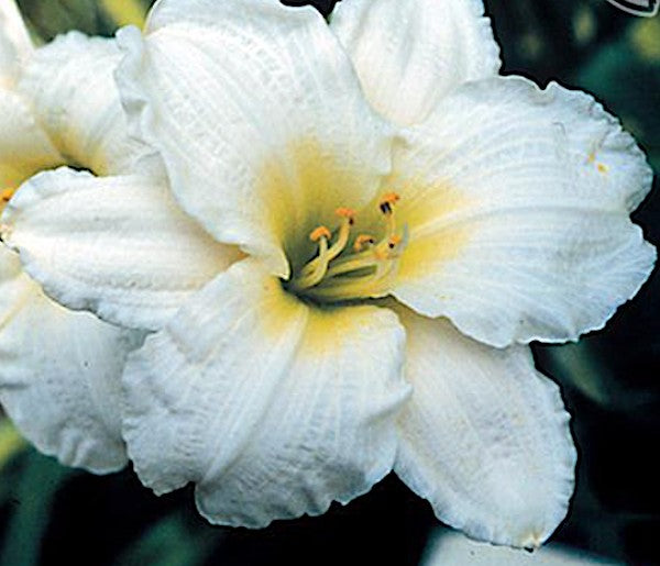 Hemerocallis 'Gentle Shepherd'  v.9