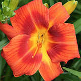 Hemerocallis 'Holiday Delight' 9 v.9