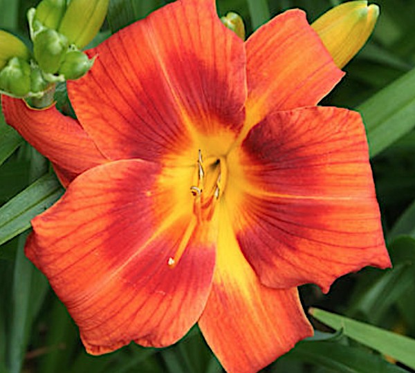 Hemerocallis 'Holiday Delight' 9 v.9