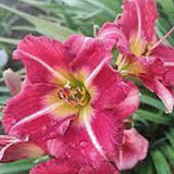 Hemerocallis 'Matrousjka' v.9