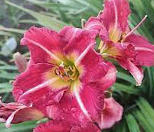 Hemerocallis 'Matrousjka' v.9