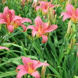 Hemerocallis 'Pink Damask'   v.9