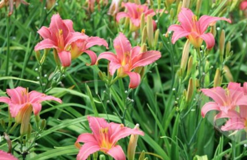 Hemerocallis 'Pink Damask'   v.9