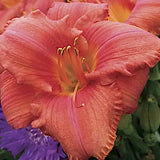 Hemerocallis 'South Seas'   v.9