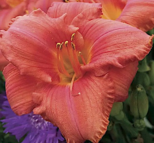 Hemerocallis 'South Seas'   v.9