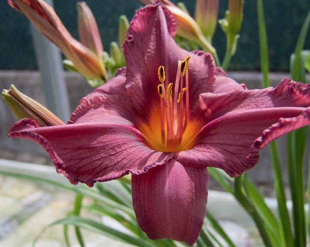 Hemerocallis 'Summer Wine'    v.9