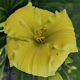 Hemerocallis 'Texas Sunlight'    v.9