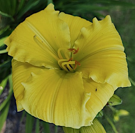 Hemerocallis 'Texas Sunlight'    v.9