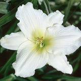 Hemerocallis 'Texas Sunlight'    v.9